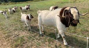 Boer Billy