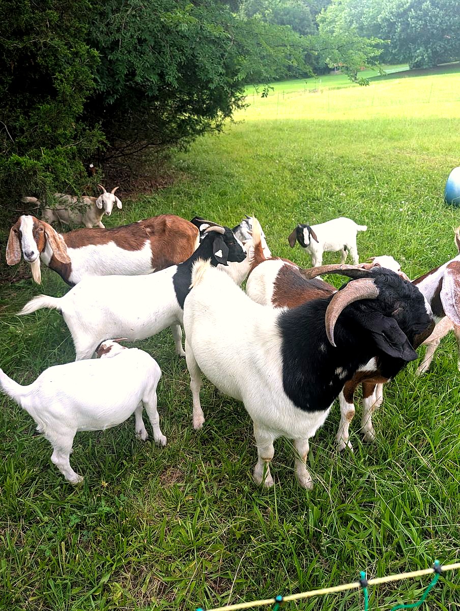 Goats grazing