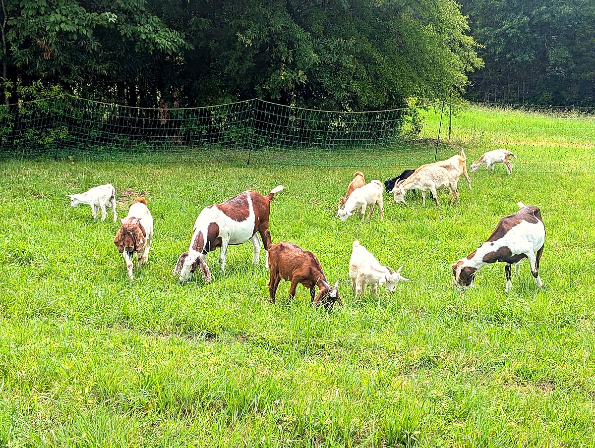 Herd grazing
