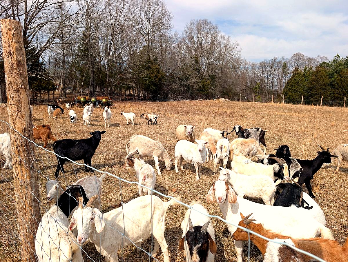 Large herd in field