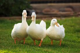 Ducks