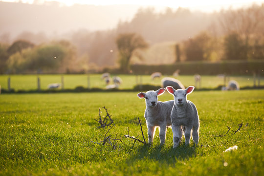 Lamb
